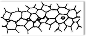 Stage 2 Diffusion Interface Transition